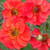 Geum Jazzy Scarlet Tempest 140mm