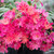 Lewisia cotyledon 'Safira Coral' 140mm
