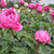 Peony Herbaceous 'Red Sarah Bernhardt' 10in 250mm