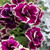 Petunia 'Velvet Champagne' 270mm Hanging Basket
