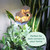 Tiny Treehouses - Island Cabana + Grow Light
