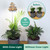 Tiny Treehouses - Sunrise Terrace + Grow Light