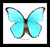 Morpho amathonte