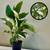 Spathiphyllum 'Picasso' 180mm