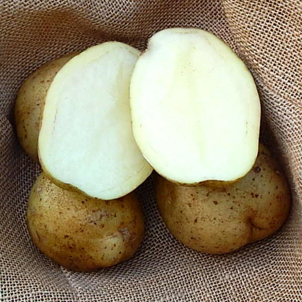 Potato - Carlingford