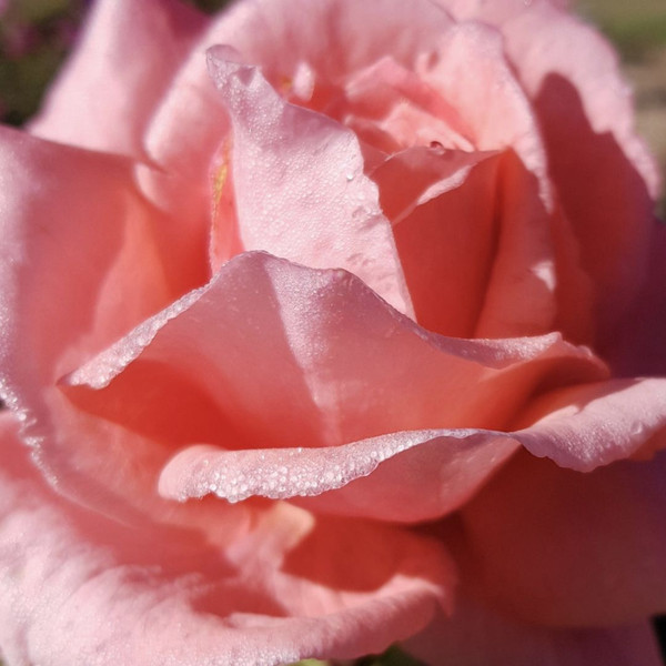 Rosa 'Salmon Scentsation' Climbing 8in  200mm