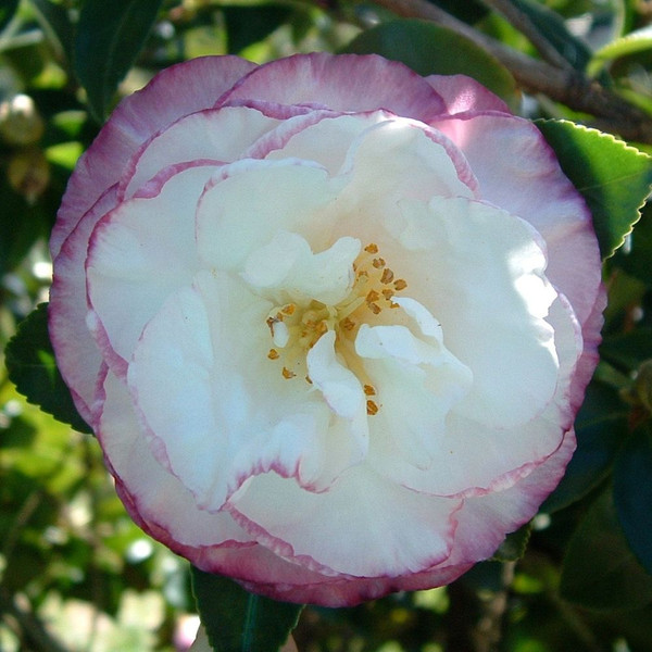 Camellia sasanqua Beatrice Emily 140mm