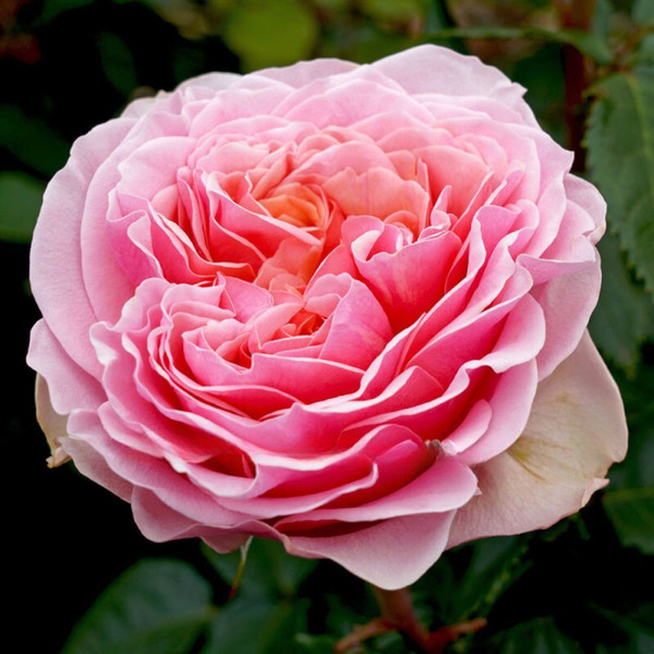 Rosa 'Bridal Bouquet' 8in  200mm Hybrid Tea