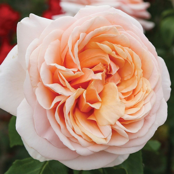 Rosa 'Lionheart' 8in  200mm Hybrid Tea