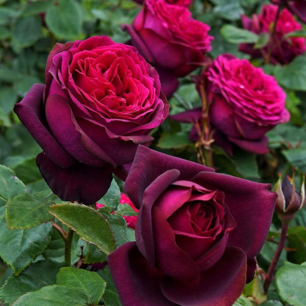 Rosa 'Dark Desire' 10in 250mm Standard