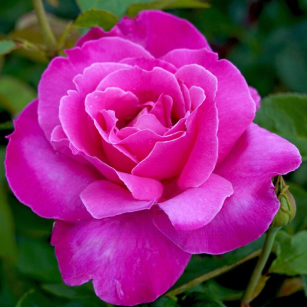 Rosa 'Best Friend™' 8in  200mm Hybrid Tea