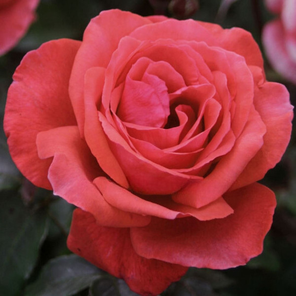 Rosa 'Fragrant Cloud' 8in  200mm Hybrid Tea