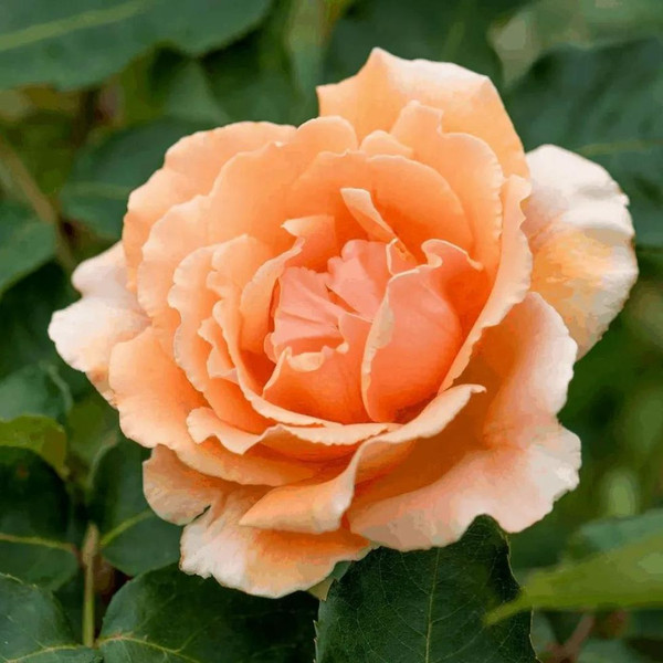 Rosa 'Just Joey' 10in 250mm Standard