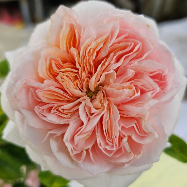 Rosa 'Claire Rose' 8in  200mm David Austin