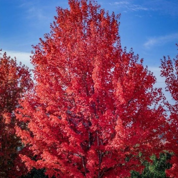 Acer rubrum 'October Glory' L/R or B/R