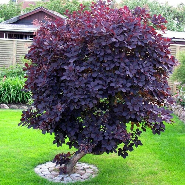 Cotinus coggygria Royal Purple L/R or B/R