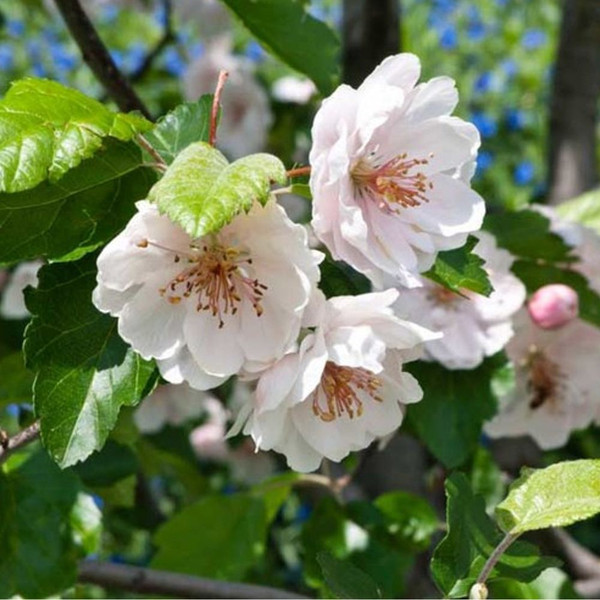 Malus coronaria 'Charlottae' L/R or B/R