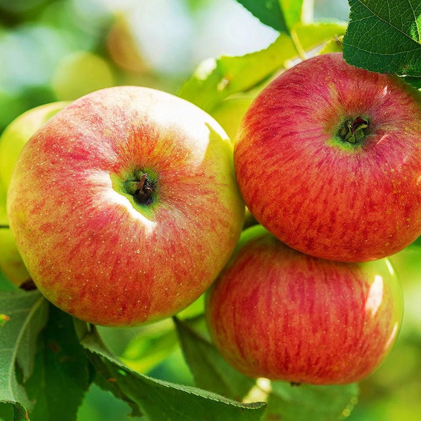 Malus domestica 'Monty's Surprise' (Dwarf) L/R or B/R Dwarf