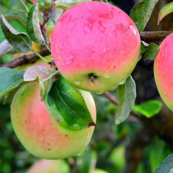 Malus domestica 'Pink Lady' (Semi-Dwarf) L/R or B/R Semi-Dwarf