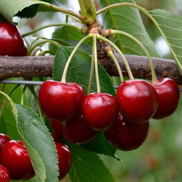 Prunus Avium (Trixzie) 'Royal Crimson' Cherry L/R or B/R Miniature