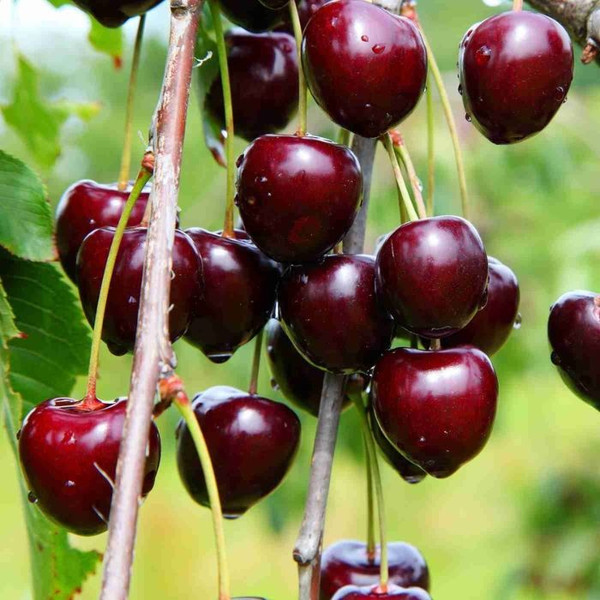 Prunus avium 'Sir Don' Cherry L/R or B/R