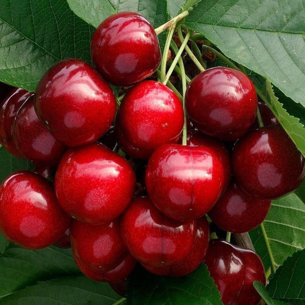 Prunus Avium 'Sunburst' Cherry L/R or B/R
