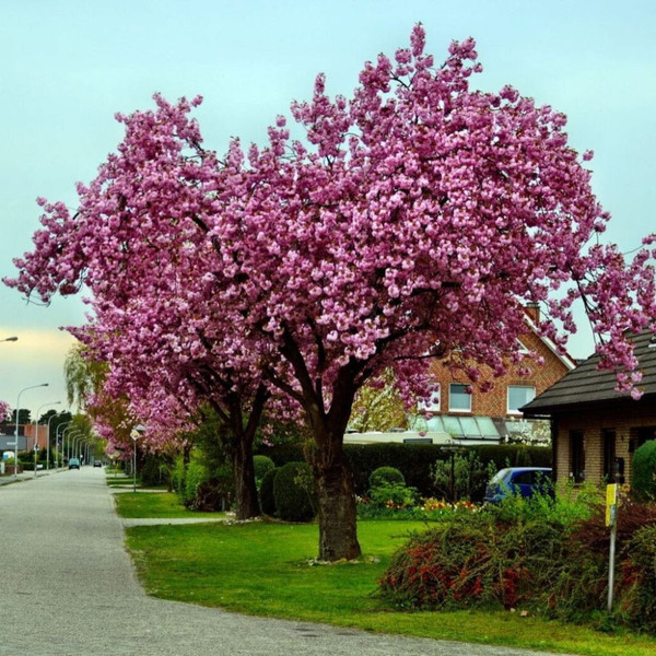 Prunus Erecta 'Amanogawa' Cherry L/R or B/R Pale Pink Prunus Erecta 'Amanogawa' Cherry L/R or B/R Pale Pink