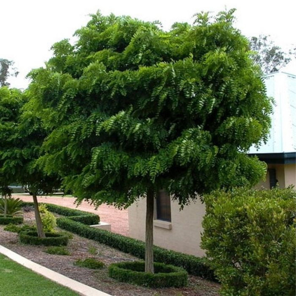 Robinia Inermis 'Mop Top' Med L/R or B/R