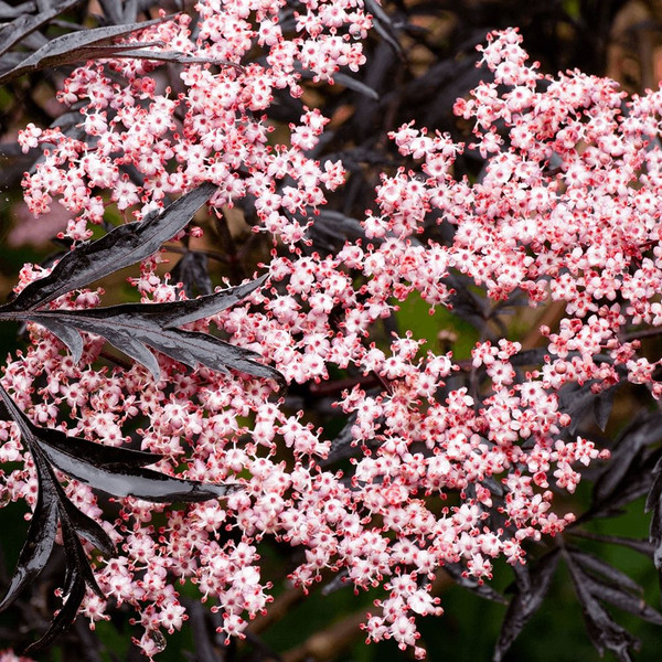 Sambucus nigra 'Black Lace'' L/R or B/R