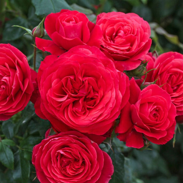 Rosa 'Gift Of Friendship' 8in  200mm Floribunda