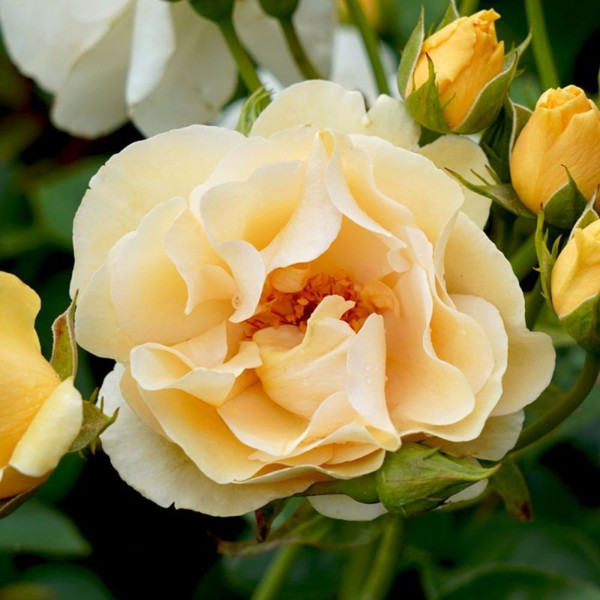 Rosa 'Happy Birthday' 8in  200mm Floribunda