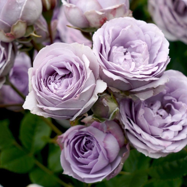 Rosa 'My Little Angel' 8in  200mm Miniature