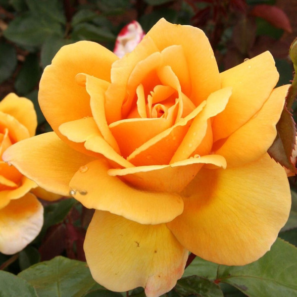 Rosa 'Our Copper Queen' 8in  200mm Hybrid Tea