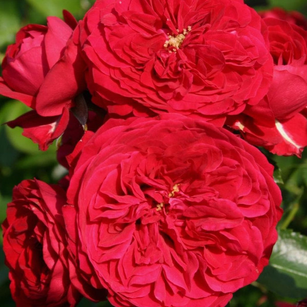 Rosa 'Red Riding Hood' 10in 250mm Standard