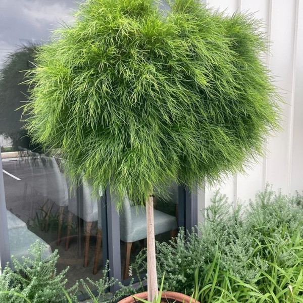 Acacia cognata 'Limelight' Std 12in 300mm