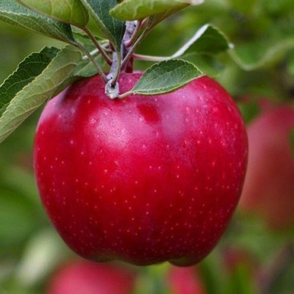 Malus domestica 'Red Delicious' L/R or B/R Semi-Dwarf