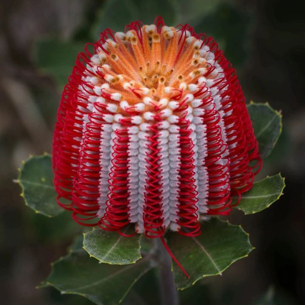 Banksia Coccinea 140mm