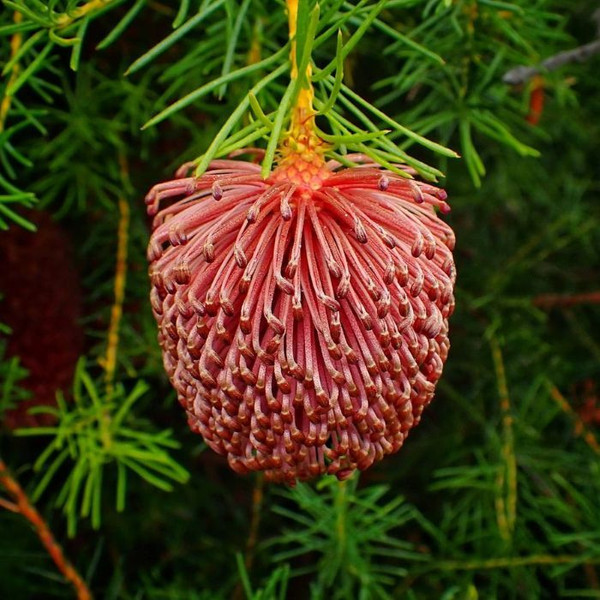 Banksia nutans 140mm