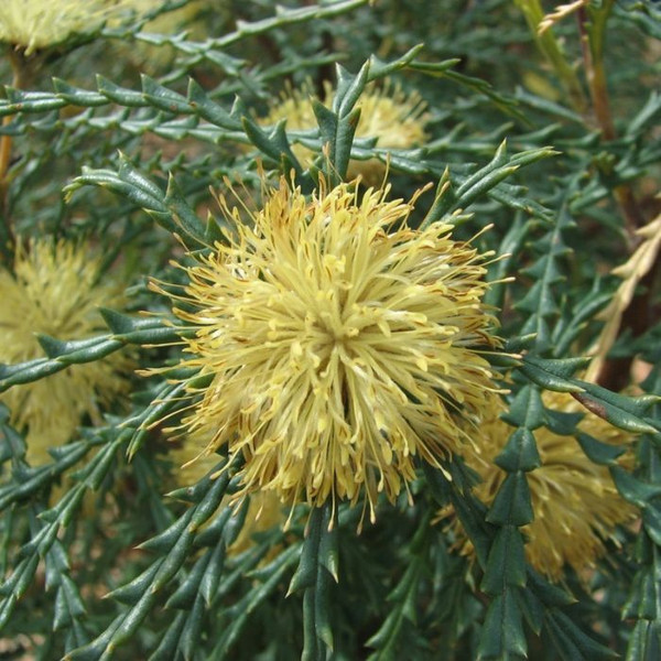 Banksia Polycephala 140mm