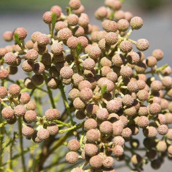Berzelia lanuginosa Buttonbush Rose 140mm