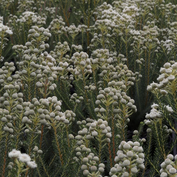 Berzelia Lanuginosa 'Buttonbush Snow' 140mm
