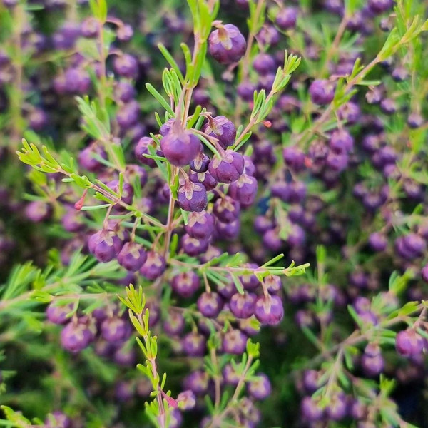 Boronia 'Heaven Scent' 140mm