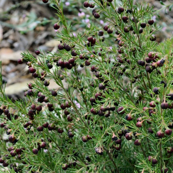 Boronia megastigma 140mm