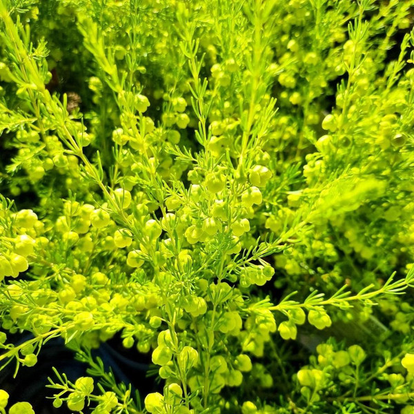 Boronia megastigma 'Lutea' 140mm