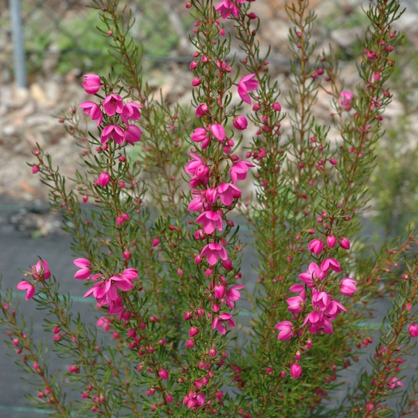 Boronia pulchella 'Stella Flamingo' 140mm