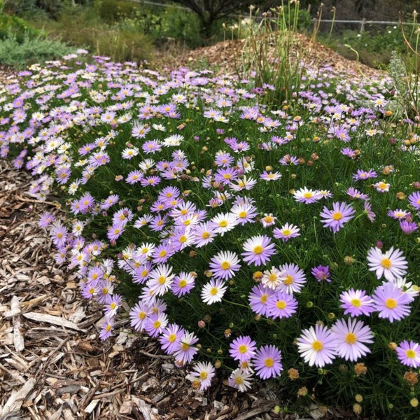 Brachyscome Multifida 'Mauve Mystery' 140mm