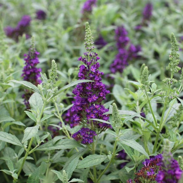Buddleja 'Summer Bird' Midnight Blue 4in  100mm
