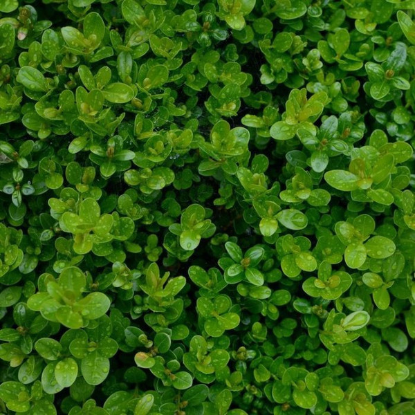 Buxus Sempervirens (Standard) 13in 325mm