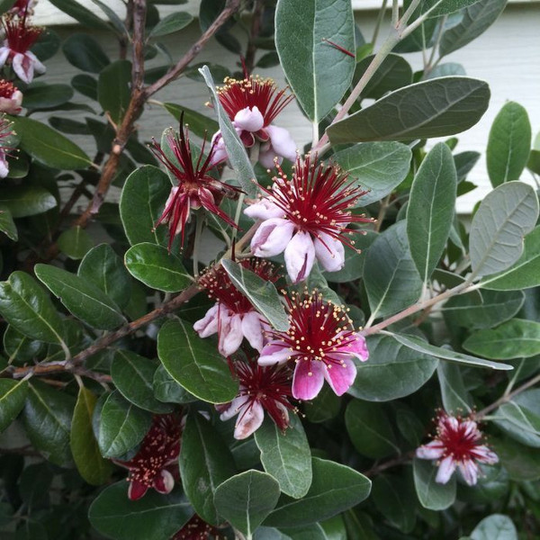 Feijoa sellowiana 140mm