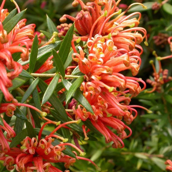 Grevillea 'Apricot Tingle' 140mm